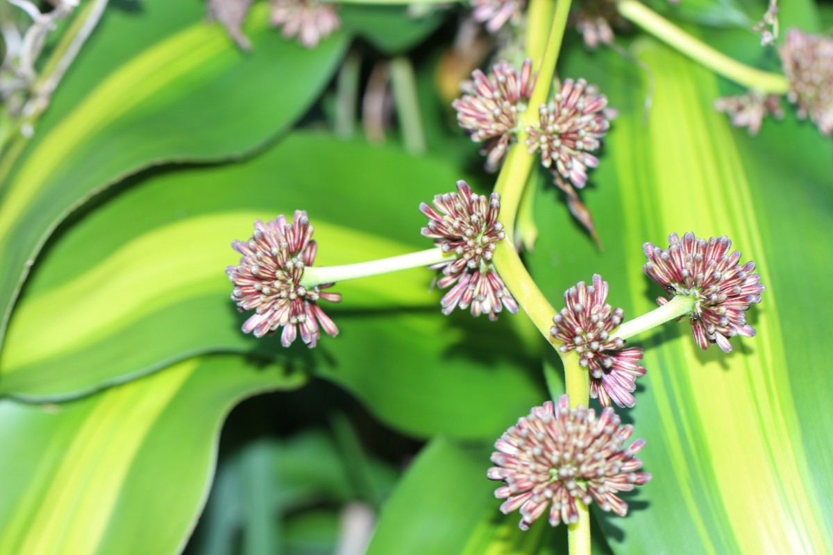 Dracaena fragrans (L.) Ker Gawl.